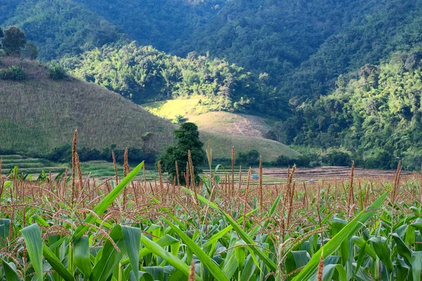 Mısır çiftlik alanı pirinç alan ve dağ önünde