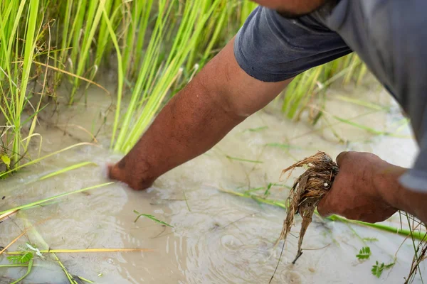 Primer Plano Agricultor Asiático Plántulas Retirada Campo Arroz Tailandia —  Fotos de Stock