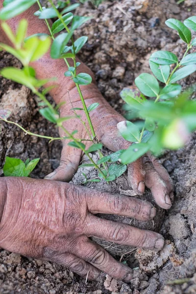 Manos Durante Plantación Árbol Joven Salvar Mundo Curar Mundo Amar —  Fotos de Stock