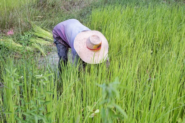 Agricultor Está Retirando Plántulas Arroz Campo Arroz Cultivo Arroz Plantación —  Fotos de Stock