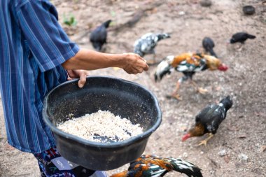 Yaşlı adam tavuklarını pilavla besliyor.