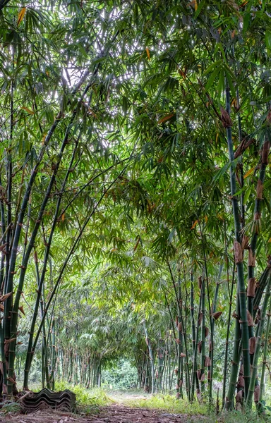 tunnel of green bamboo garden and forest