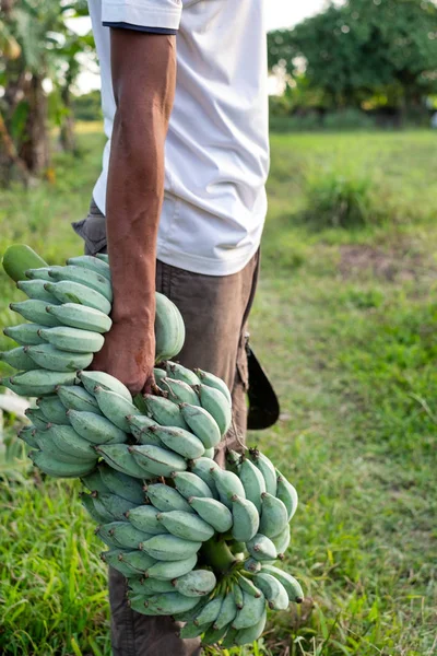 Granjero Tailandés Montón Plátano Verde Jardín Concepto Agrícola —  Fotos de Stock