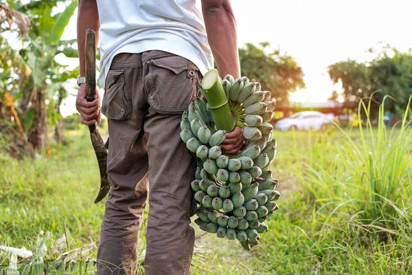 Granjero Tailandés Montón Plátano Verde Jardín Concepto Agrícola —  Fotos de Stock