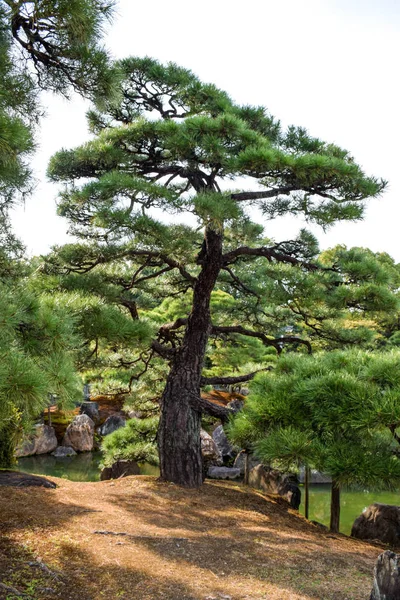 Pine Tree Park — Stock Photo, Image