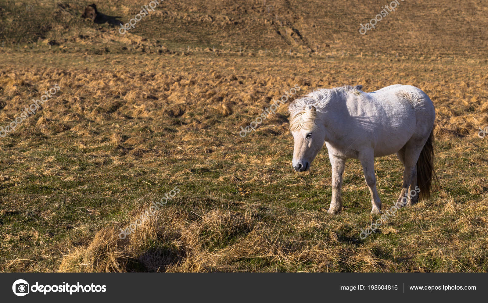 アイスランドの荒野 18 アイスランドの野生の風景の中のアイスランドの馬 ストック写真 C Rpbmedia アイスランドの荒野 18 アイスランドの野生の風景の中のアイスランドの馬 ストック写真 C Rpbmedia