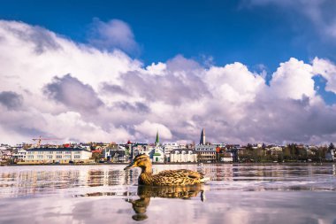 Reykjavik - 02 Mayıs 2018: Kahverengi ördek Tjornin göl Reykjavik, İzlanda