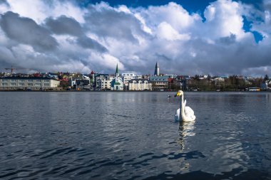 Reykjavik - 02 Mayıs 2018: Beyaz Kuğu Tjornin göl Reykjavik, İzlanda