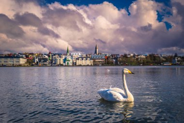 Reykjavik - 02 Mayıs 2018: Beyaz Kuğu Tjornin göl Reykjavik, İzlanda