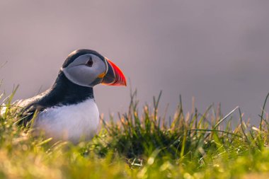 Dyrholaey - 04 Mayıs 2018: Vahşi martı kuşu Dyrholaey, İzlanda