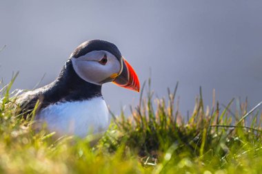 Dyrholaey - 04 Mayıs 2018: Vahşi martı kuşu Dyrholaey, İzlanda