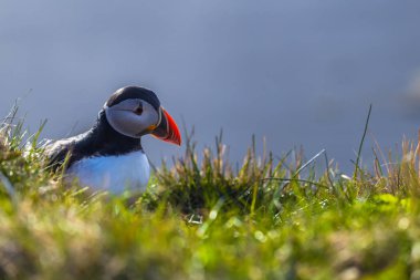 Dyrholaey - 04 Mayıs 2018: Vahşi martı kuşu Dyrholaey, İzlanda