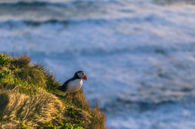 Dyrholaey - 04 Mayıs 2018: Vahşi martı kuşu Dyrholaey, İzlanda