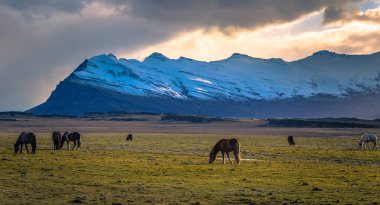 İzlanda vahşi - 05 Mayıs 2018: İzlanda'daki vahşi doğada İzlandalı atlar