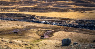 İzlanda vahşi - 06 Mayıs 2018: İzlanda'daki vahşi doğada İzlandalı atlar