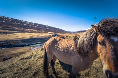 İzlanda vahşi - 06 Mayıs 2018: İzlanda'daki vahşi doğada İzlandalı atlar