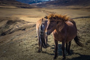 İzlanda vahşi - 06 Mayıs 2018: İzlanda'daki vahşi doğada İzlandalı atlar