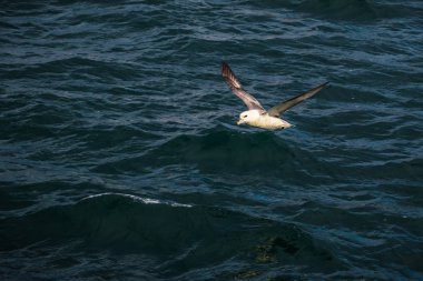 Husavik - 07 Mayıs 2018: Husavik, İzlanda uçan martı