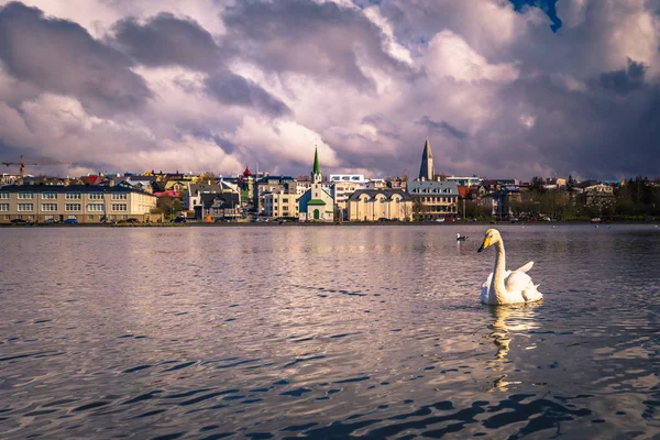 Reykjavik - 02 Mayıs 2018: Beyaz Kuğu Tjornin göl Reykjavik, İzlanda