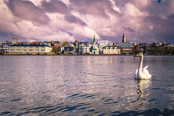 Reykjavik - 02 Mayıs 2018: Beyaz Kuğu Tjornin göl Reykjavik, İzlanda
