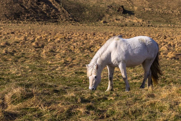 Icelandic Wilderness May 2018 Icelandic Horses Wild Landscape Iceland — Stock Photo, Image