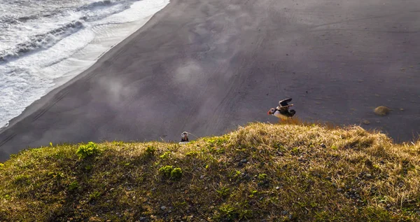 Dyrholaey Mayo 2018 Frailecillos Salvajes Dyrholaey Islandia —  Fotos de Stock