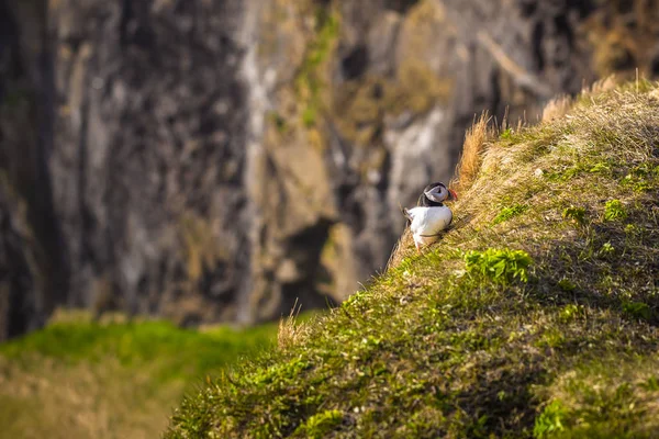 Dyrholaey May 2018 Wild Puffins Dyrholaey Iceland — Stock Photo, Image