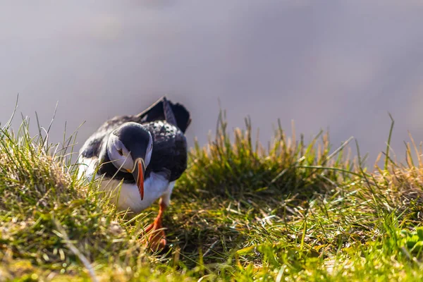 Dyrholaey May 2018 Wild Puffin Bird Dyrholaey Iceland — Stock Photo, Image