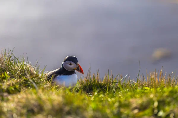 Dyrholaey Maj 2018 Vilda Puffin Fågel Dyrholaey Island — Stockfoto