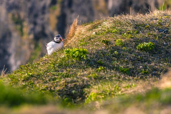 Dyrholaey May 2018 Wild Puffin Bird Dyrholaey Iceland — Stock Photo, Image