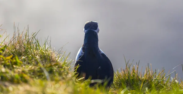 Dyrholaey Maja 2018 Puffin Dzikich Ptaków Dyrholaey Islandia — Zdjęcie stockowe