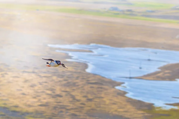 Excelsior Mei 2018 Wild Puffin Zangvogels Excelsior Ijsland — Stockfoto