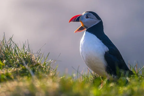 Dyrholaey Května 2018 Wild Puffin Pták Dyrholaey Island — Stock fotografie