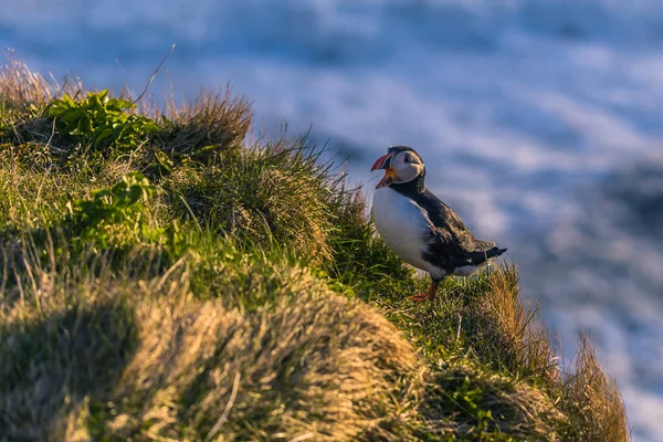 Dyrholaey Května 2018 Wild Puffin Pták Dyrholaey Island — Stock fotografie