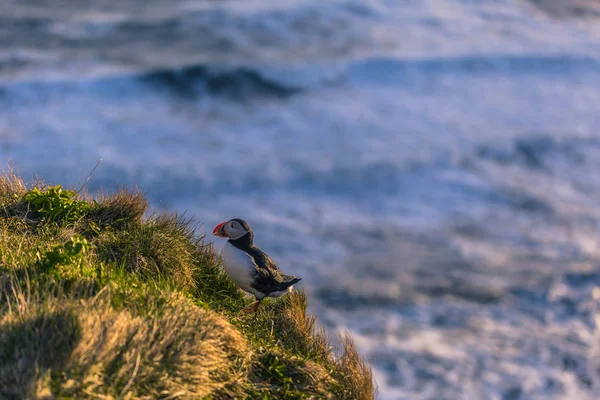 Dyrholaey Mai 2018 Wilder Papageitaucher Dyrholaey Island — Stockfoto