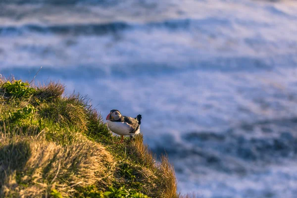 Dyrholaey Maio 2018 Pássaro Puffin Selvagem Dyrholaey Islândia — Fotografia de Stock