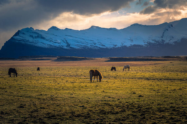 Icelandic wilderness - May 05, 2018: Icelandic horses in the wilderness of Iceland