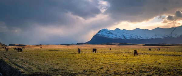 Ісландський Пустелі Травня 2018 Ісландських Коней Пустині Ісландії — стокове фото