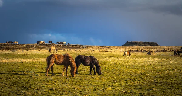 Desierto Islandia Mayo 2018 Los Caballos Islandeses Desierto Islandia — Foto de Stock