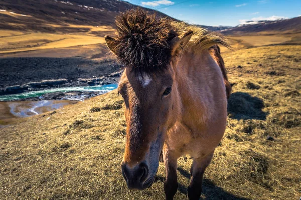 Ісландський Пустелі Травня 2018 Ісландських Коней Пустині Ісландії — стокове фото