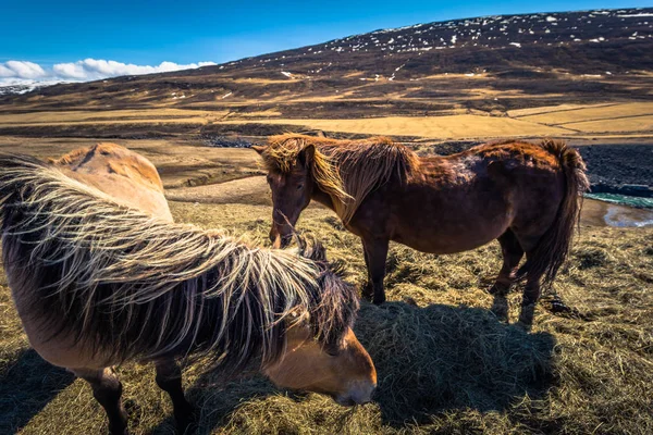 Desierto Islandia Mayo 2018 Los Caballos Islandeses Desierto Islandia — Foto de Stock