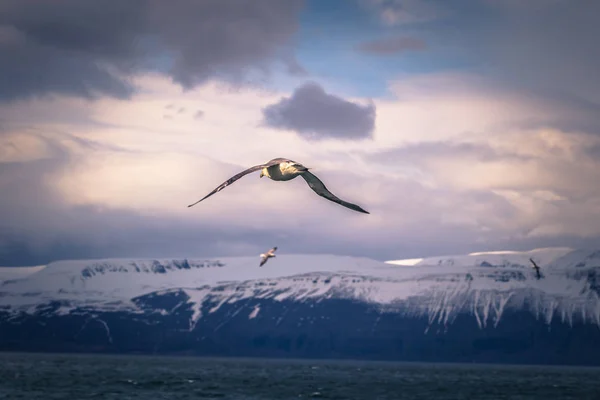 Husavik Mai 2018 Möwe Fliegt Über Husavik Island — Stockfoto