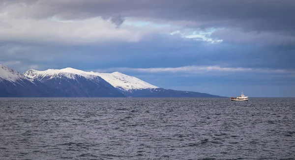 Husavik Μαΐου 2018 Φάλαινα Μια Φάλαινα Περιοδεία Στο Ρέικιαβικ Ισλανδία — Φωτογραφία Αρχείου