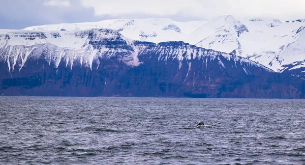 胡萨维克 2018年5月07日 位于冰岛胡萨维克的鲸鱼观赏之旅中的驼背鲸 — 图库照片