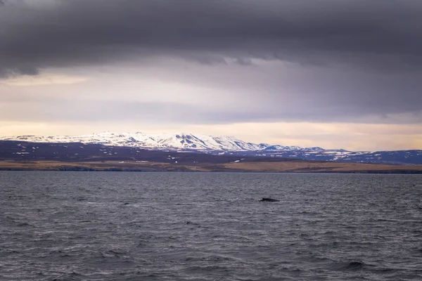 フーサヴィーク アイスランドのホエール ウォッチング ツアーのフーサヴィーク 2018 ザトウクジラ — ストック写真