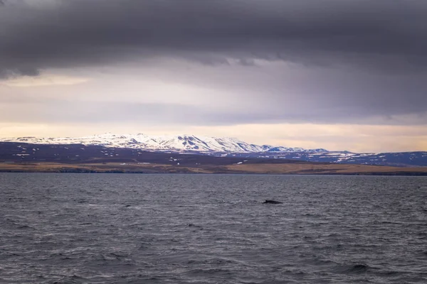 Husavik Mei 2018 Bultrug Een Whale Watching Tour Husavik Ijsland — Stockfoto