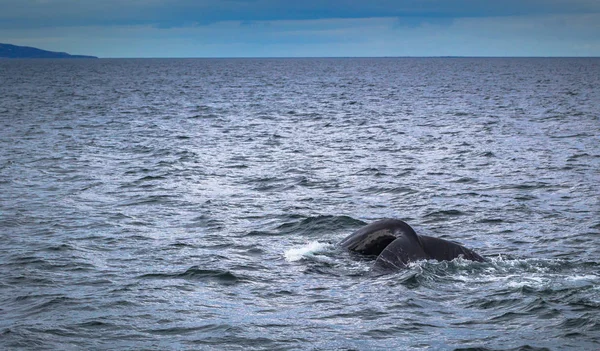 Husavik Mayıs 2018 Husavik Zlanda Balina Izleme Tur Kambur Balina — Stok fotoğraf