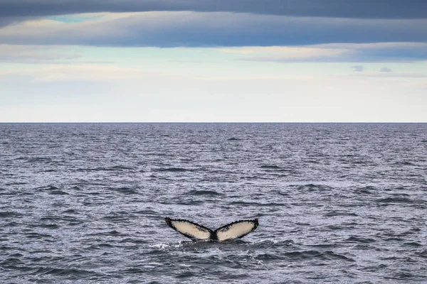 Husavik Mai 2018 Buckelwal Bei Einer Walbeobachtungstour Husavik Island — Stockfoto