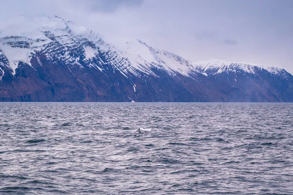 Husavik Maio 2018 Baleia Jubarte Passeio Observação Baleias Husavik Islândia — Fotografia de Stock