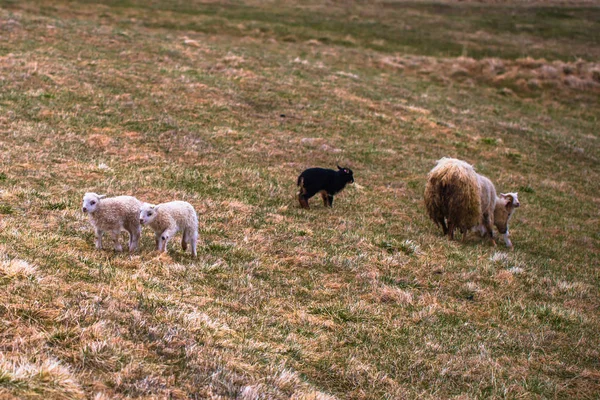 Glaumbaer 2018年5月07日 Glaumbaer 镇的小山羊 — 图库照片